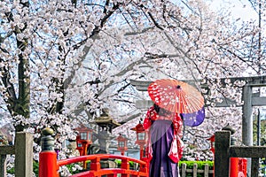 Asian woman wearing japanese traditional kimono and cherry blossom in spring, Kyoto temple in Japan