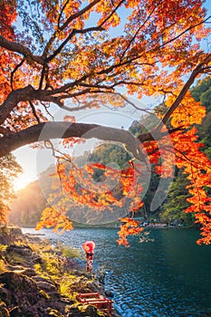 An Asian woman wearing Japanese traditional kimono with red umbrella standing with red maple leaves or fall foliage at Arashiyama