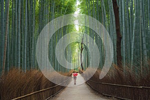 An Asian woman wearing Japanese traditional kimono standing in Bamboo Forest during travel holidays vacation trip outdoors in