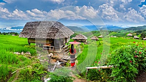 Asian woman wearing thai culture traditional at rice terrace of Ban pa bong piang in Chiang mai, Thailand