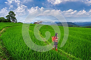 Asian woman wearing thai culture traditional at rice terrace of Ban pa bong piang in Chiang mai, Thailand