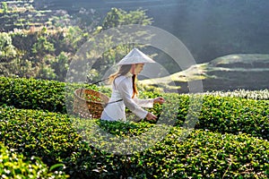 Asian woman wearing Vietnam culture traditional in green tea field