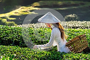 Asian woman wearing Vietnam culture traditional in green tea field