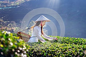 Asian woman wearing Vietnam culture traditional in green tea field