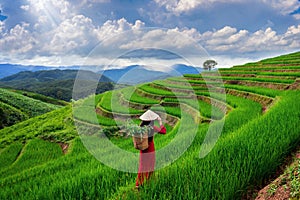 Asian woman wearing Vietnam culture traditional at rice terrace of Ban pa bong piang in Chiangmai, Thailand