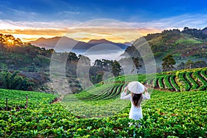 Asian woman wearing Vietnam culture traditional in strawberry garden on Doi Ang Khang , Chiang Mai, Thailand.