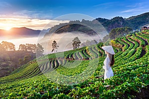 Asian woman wearing Vietnam culture traditional in strawberry garden on Doi Ang Khang , Chiang Mai, Thailand. photo