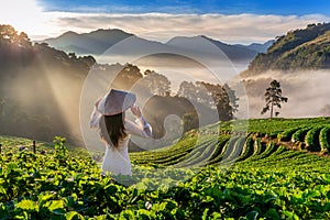 Asian woman wearing Vietnam culture traditional in strawberry garden on Doi Ang Khang , Chiang Mai, Thailand.