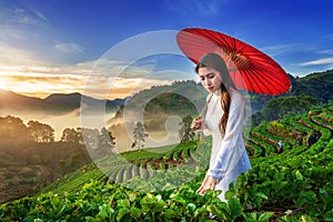 Asian woman wearing Vietnam culture traditional in strawberry garden on Doi Ang Khang , Chiang Mai, Thailand.