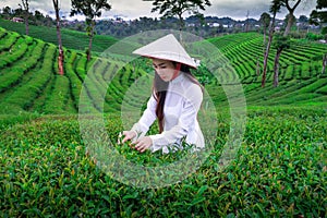 Asian woman wearing Vietnam culture traditions in Choui Fong Tea Farm Chiangrai, Thailand