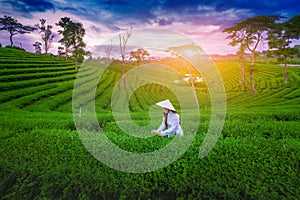 Asian woman wearing Vietnam culture traditions in Choui Fong Tea Farm Chiangrai, Thailand