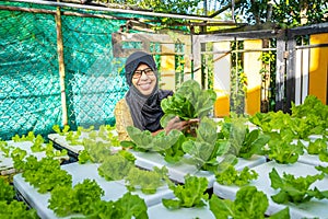 Asian woman who owns a hydroponics vegetable farm. Harvest green vegetables in baskets for sale