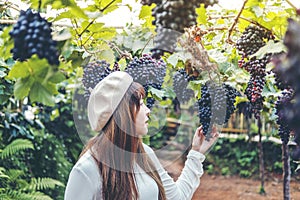 Asian Woman winemaker checking grapes in vineyard
