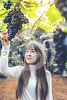 Asian Woman winemaker checking grapes in vineyard