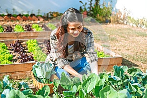 Asian Woman working in organic farm morning routine harvesting homegrown produce vegetables at Home