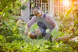 Asian woman working in organic home garden