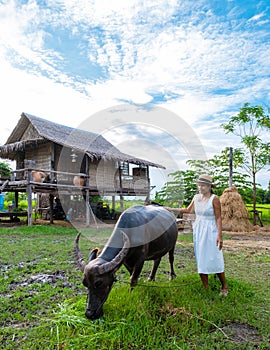 Asian women at a Eco farm homestay with a buffalo at a rice field in central Thailand