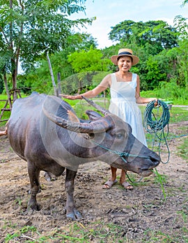 Asian women at a Eco farm homestay with a buffalo at a rice field in central Thailand