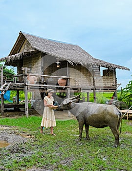 Asian women at a Eco farm homestay with a buffalo at a rice field in central Thailand