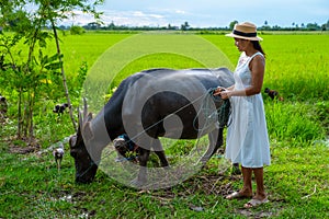 Asian women at a Eco farm homestay with a buffalo at a rice field in central Thailand