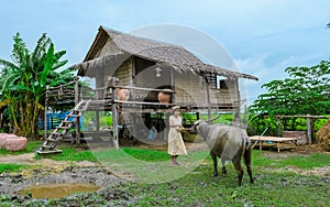 Asian women at a Eco farm homestay with a buffalo at a rice field in central Thailand