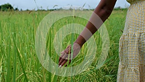 Asian women hand in beautiful green paddy field in thailand, women walking at rice field