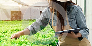 Asian women holding green oak in hydroponic vegetable farms and checking root of Greenbo and the quality of organic vegetables at