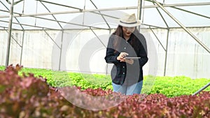 Asian women holding green oak in hydroponic vegetable farms and checking root of Greenbo and the quality of organic vegetables at