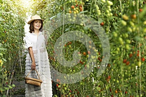 Asian women picking tomatoes in  tomato greenhouse garden