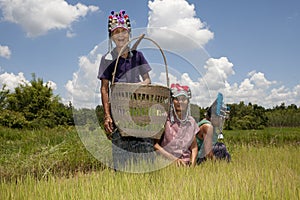 Asian women in the rice field, Akha