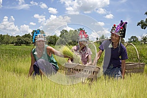 Asian women in the rice field, Akha
