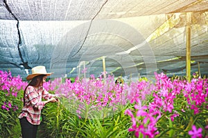 Asian women wear long-sleeve plaid shirts. Orchid farm exporting for sale abroad.