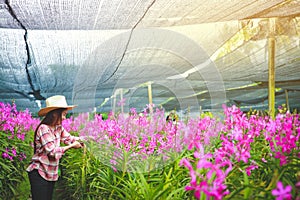 Asian women wear long-sleeve plaid shirts. Orchid farm exporting for sale abroad. photo