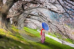 Asian women wear traditional kimonos Looking at Sakura tree,Japan