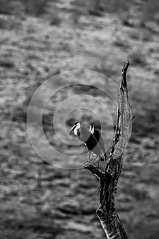 Asian woolly-necked stork or Asian whitenecked stork bird pair on a dead tree perch with beautiful isolated background at ranthamb