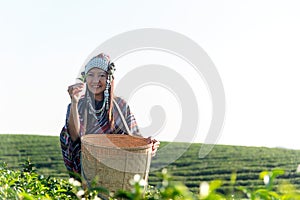 Asian worker farmer women were picking tea leaves for traditions photo