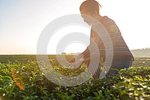 Asian worker farmer women were picking tea leaves for traditions in the sunrise morning at tea plantation nature.