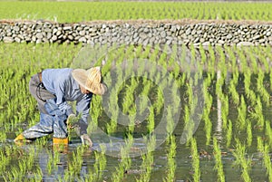 Asian worker on paddy rice field. photo