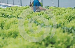 Asian young couple farmer in greenhouse hydroponic holding basket of vegetable. They are harvesting vegetables green salad