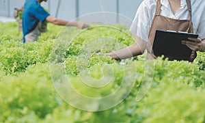 Asian young couple farmer in greenhouse hydroponic holding basket of vegetable. They are harvesting vegetables green salad