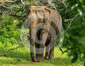 Asian young Elephant, nature background. Yala, Sri Lanka photo