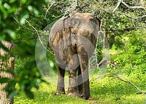 Asian young Elephant, nature background. Yala, Sri Lanka