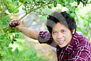 Asian young farmer grafting on lime tree