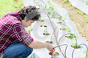 Asian young farmer using drip irrigation system