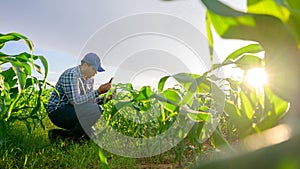 Asian young farmer Working in the agricultural field in the corn field, checking the crops at sunset