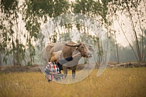 Asian young lady sit beside buffalo and hold radio