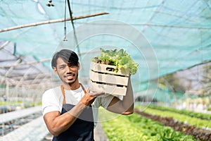 asian young man farmer smiling and holding organic hydroponic fresh green vegetables produce wooden box together in