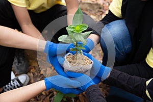 Asian young of volunteers planting trees