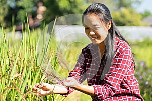 Asian young woman farmer in organic rice field