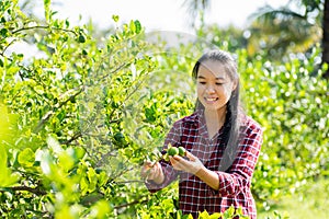 Asian young woman farmer picking lime fruit
